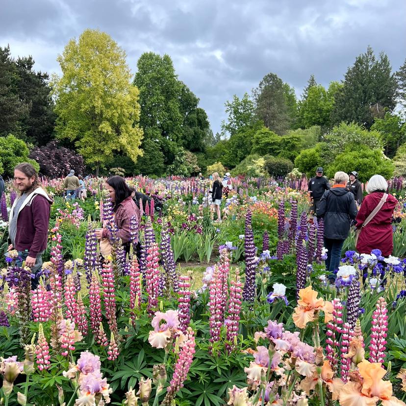 Irises and lupines at the flower farm